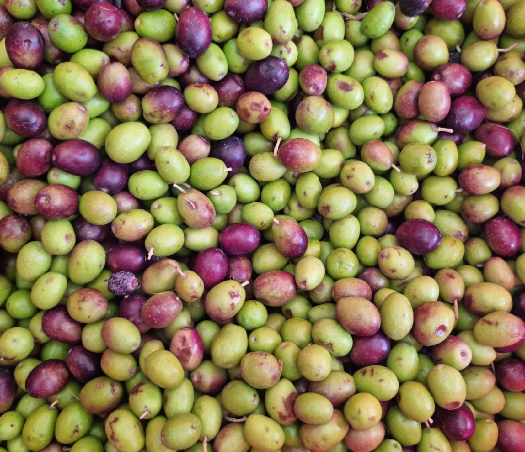mix leccino, maurino,leone del corno